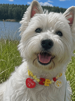 Westie wearing custom beaded initial collar