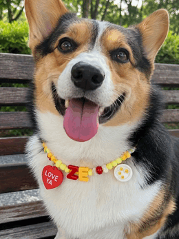 Corgi wearing custom beaded dog initial collar