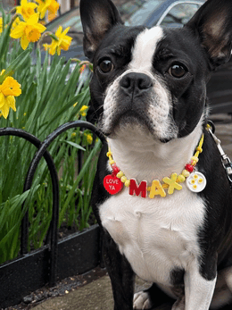 Boston dog wearing custom beaded initial collar