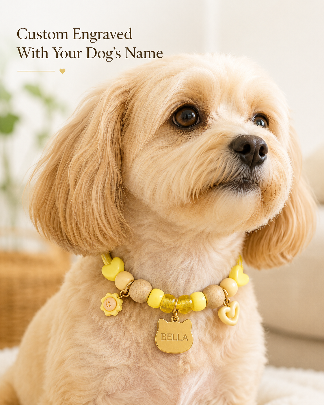 Dog wearing custom sunshine dog name collar